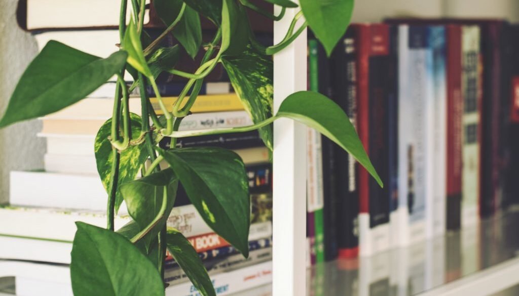 Ideas para decorar tu hogar con plantas colgantes