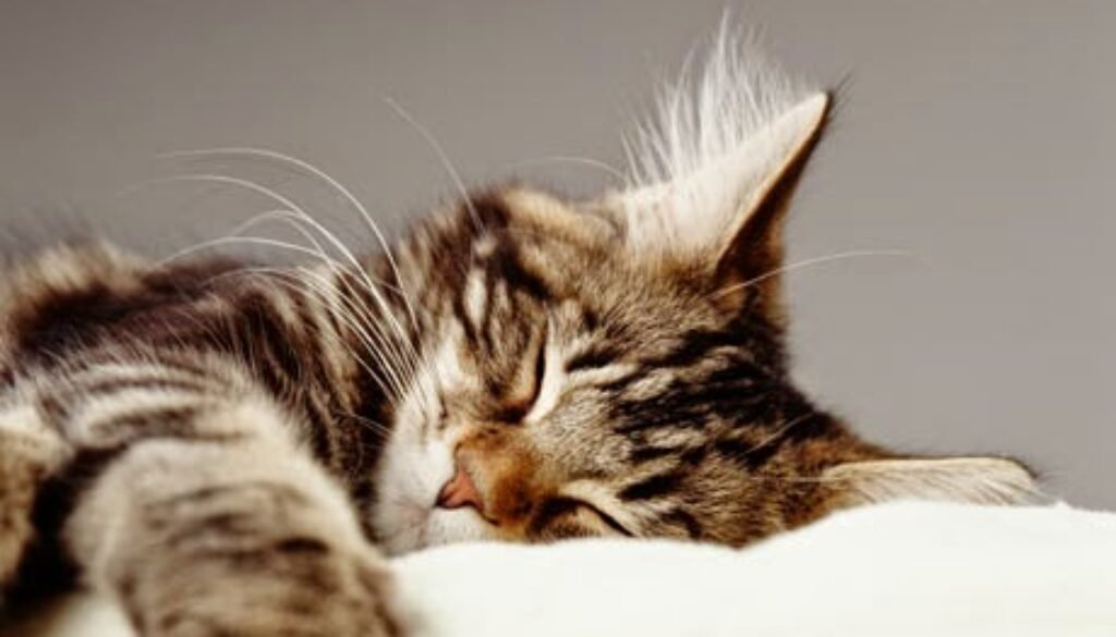 ¿Qué sabes del sueño de los gatos?