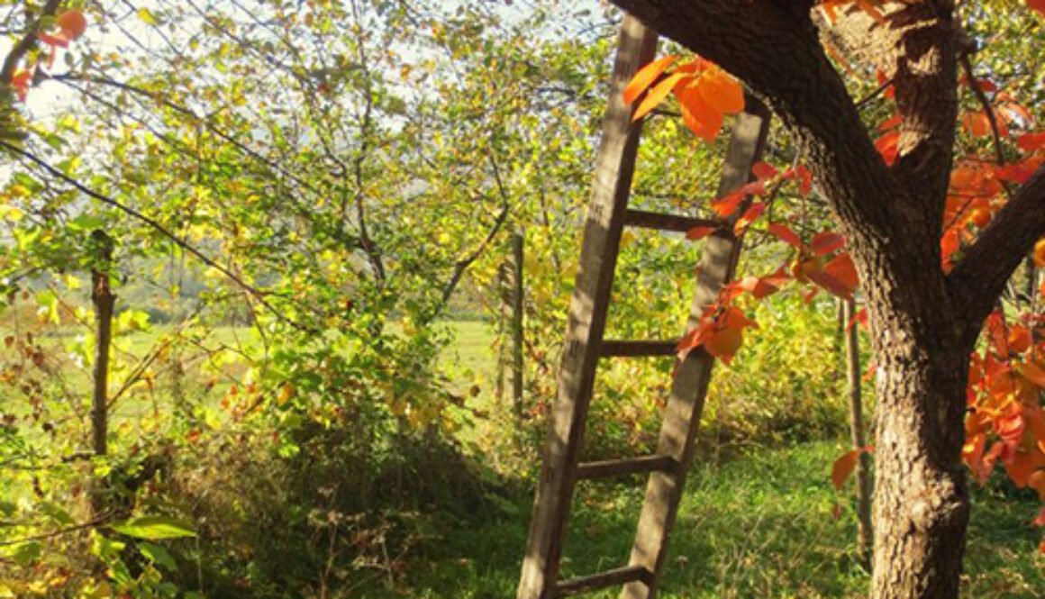 Los cuidados de otoño para el jardín