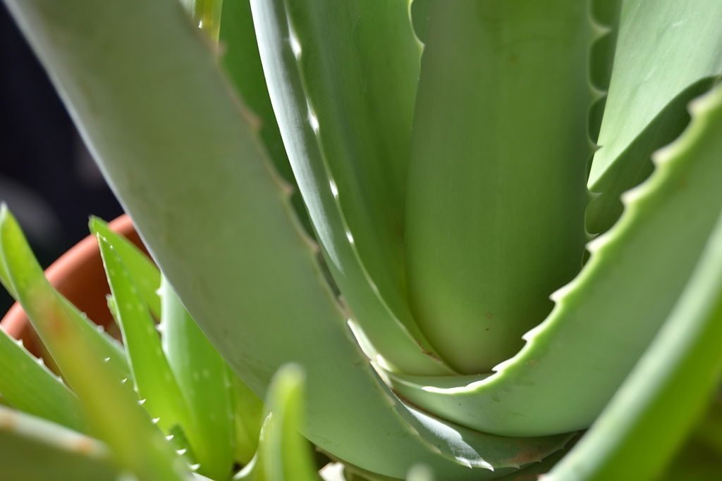 Plantas Medicinales Que No Pueden Faltar En Tu Jardin