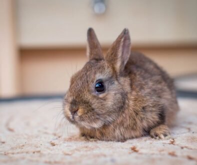Los conejos son una de las mascotas más populares, sobre todo, desde que hace unos años aparecieron los conejos enanos, los conejos mini, los conejos toy y los super toy.