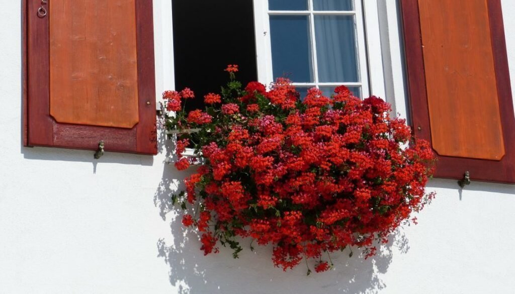 Convierte el alféizar de tu ventana en un jardín con flores