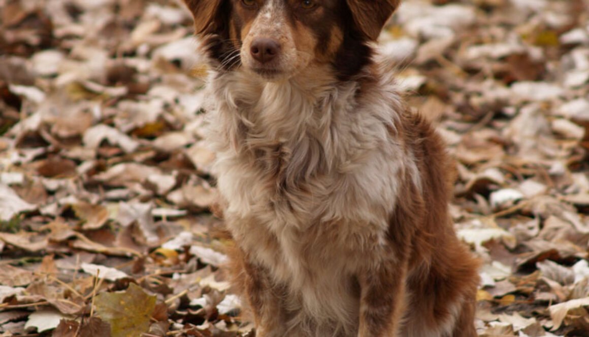 Claves para el cuidado de las mascotas en invierno