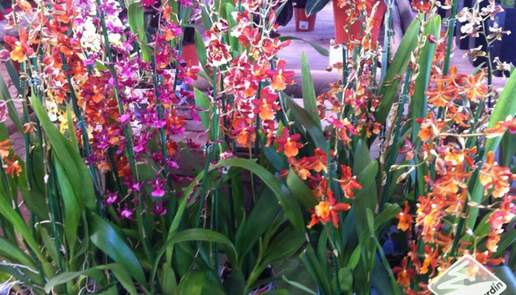 ¿Qué sabes de las orquídeas?