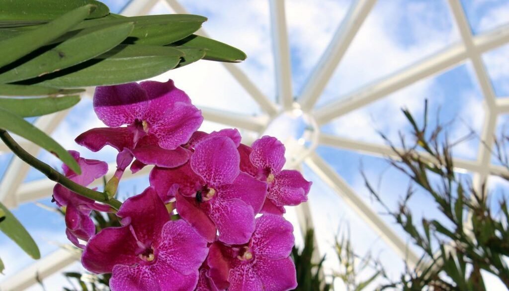 Las orquídeas conquistan el Pulmón Verde de Estepona
