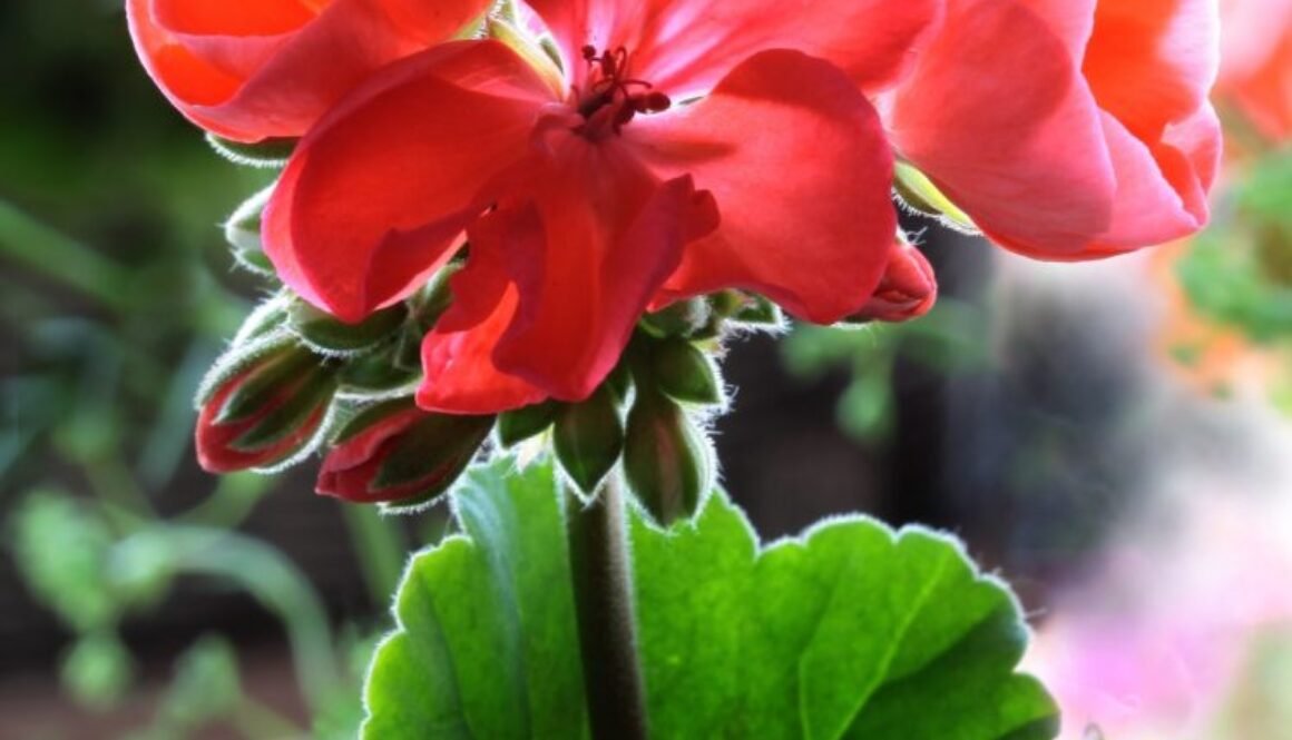 Plantas para Verano