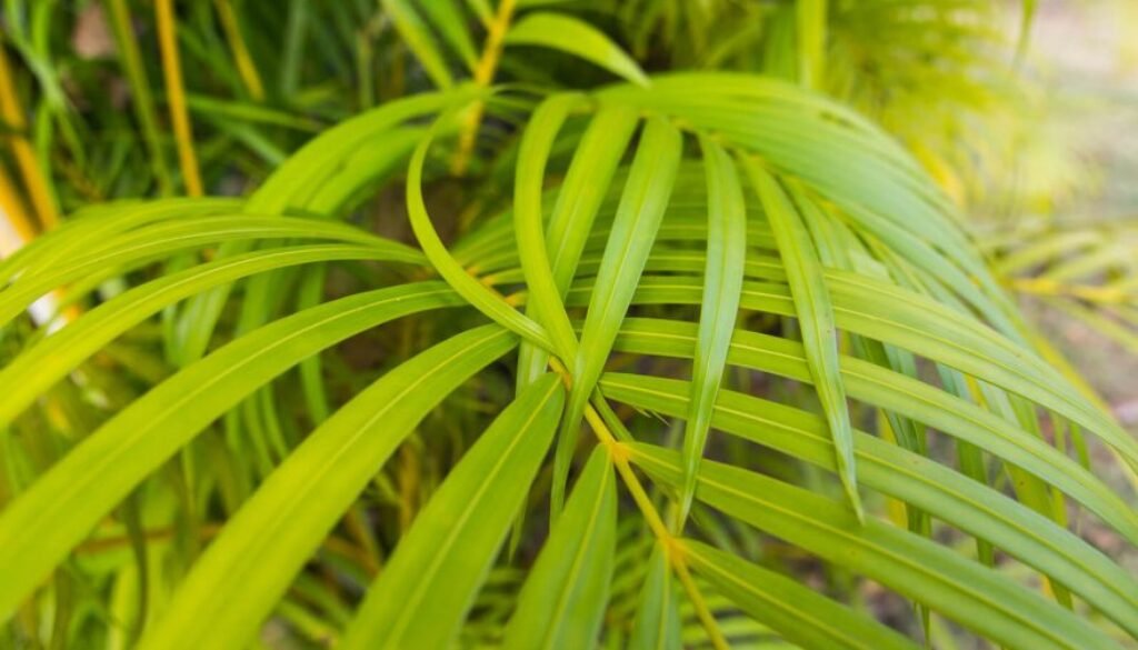 palmera areca