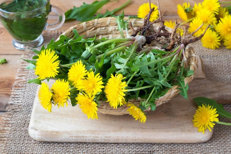10 Plantas Medicinales De Uso Comun Agrojardin