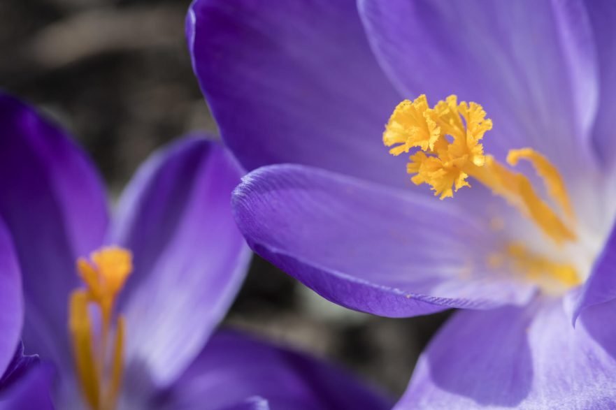 Cuales Son Las Flores Mas Bonitas Del Mundo Agrojardin