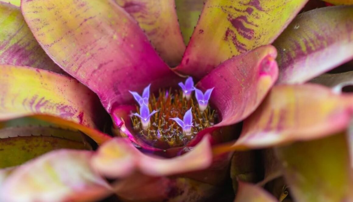 Planta Neoregelia Morado