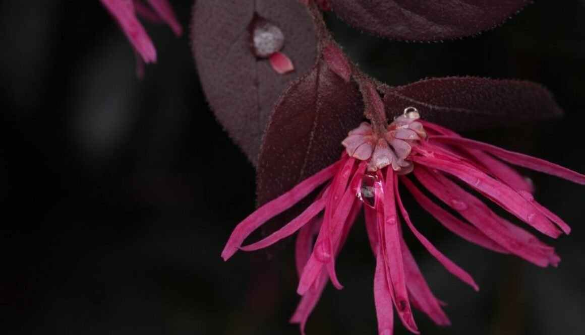 Loropetalum