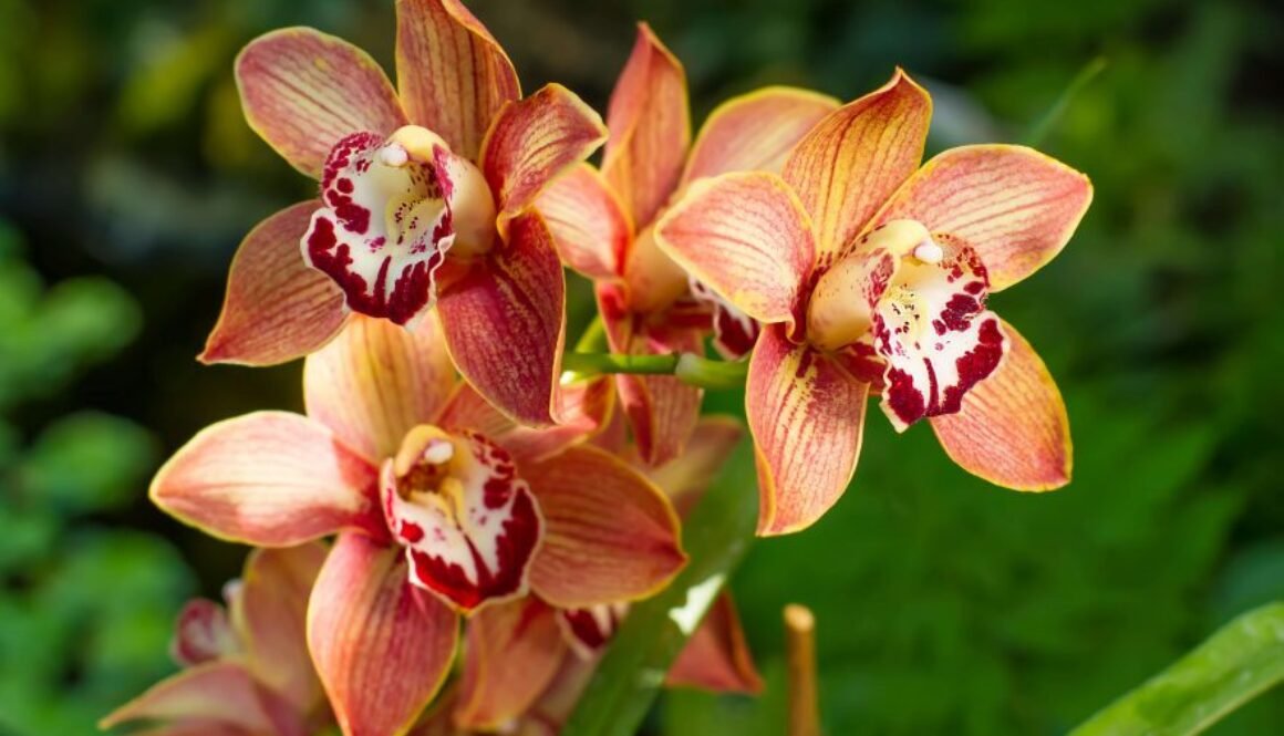 Orquidea Cymbidium