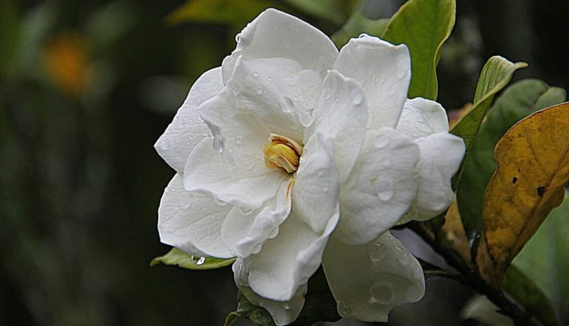 gardenia