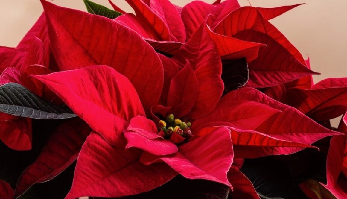 poinsettia