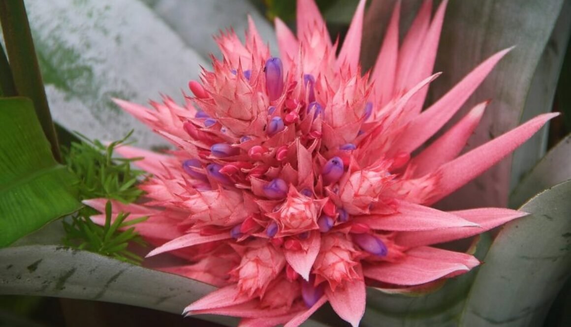 bromelia