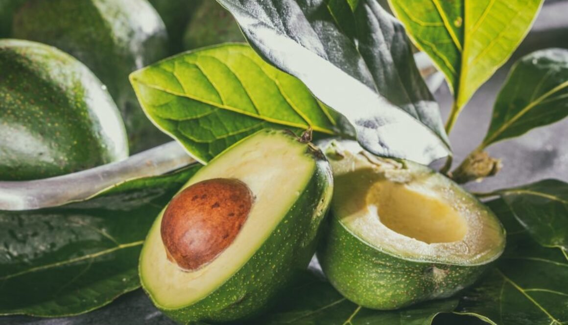 Fresh avocado with avocado tree leaves. Close up