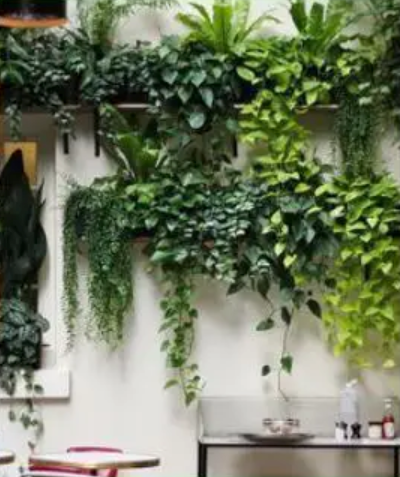 ¿Qué necesito para hacer un jardín vertical en mi fachada? | Agrojardín