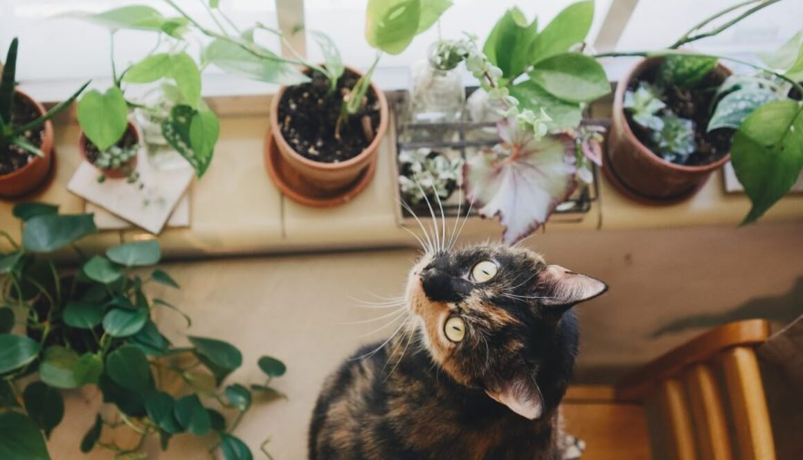 5 Pet friendly plants