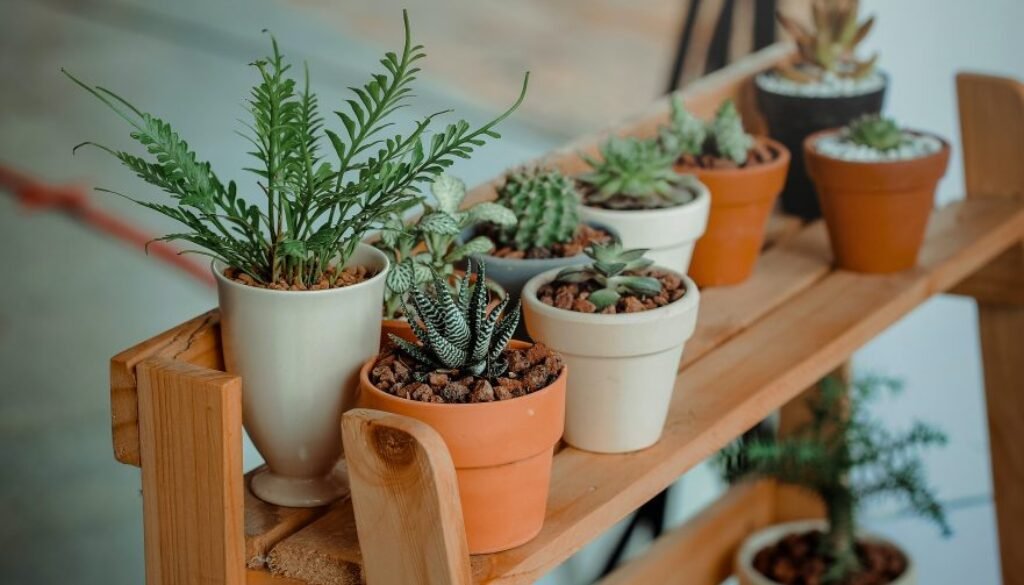 Consejos para aprender a cuidar tus plantitas de interior