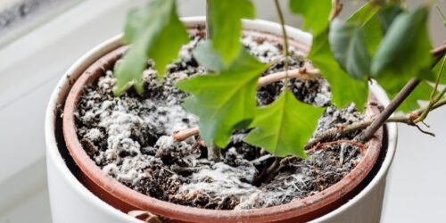 How to eliminate fungi from your plants