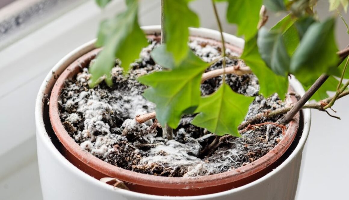 Cómo eliminar los hongos de tus plantas