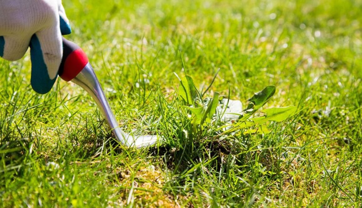 Cómo cuidar tus jardines durante el mes de septiembre